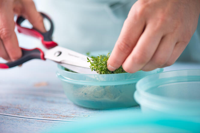 Tupperware طقم علب صغيرة 300مل (4) Behälter für den Kühlschrank